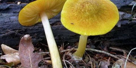 Plyutey lav-žuti (lav, grozd): fotografija i opis